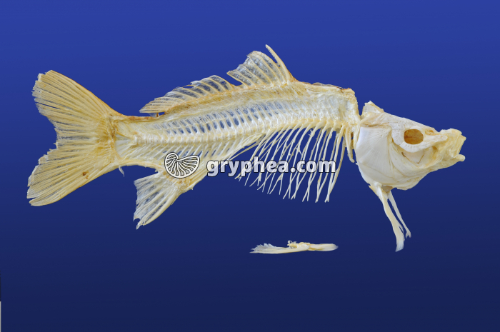 Squelette de Carpe (poisson osseux) - gryphea.com